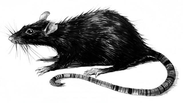 Rat